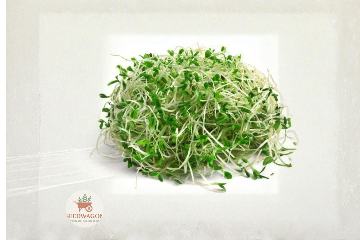 Heirloom Non-GMO Alfalfa Sprout Seeds – 1000 Seeds for Indoor Home Sprouting, Microgreens, Salads & Sandwiches