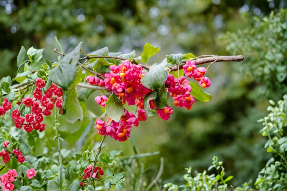 Spindle Tree Seeds 10 Pack Euonymus latifolius Ornamental Deciduous Shrub for Gardens & Landscaping