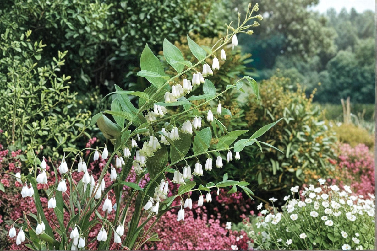Great Solomon's Seal Seeds – Polygonatum biflorum, Perennial Woodland Wildflower for Shade Gardens & Pollinator Attraction