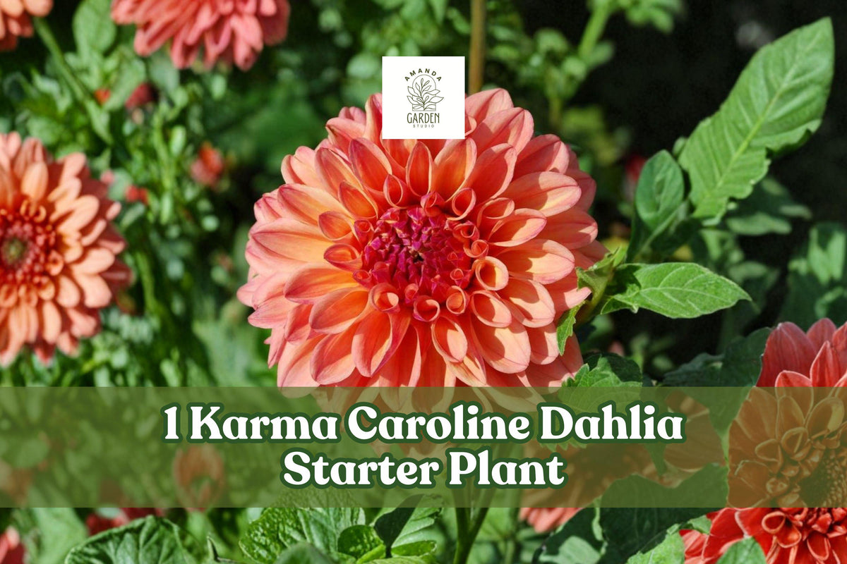 Karma Caroline Dahlia Rooted Starter Plant – Vibrant Cut Flower, Garden Bed & Container, Dahlia pinnata