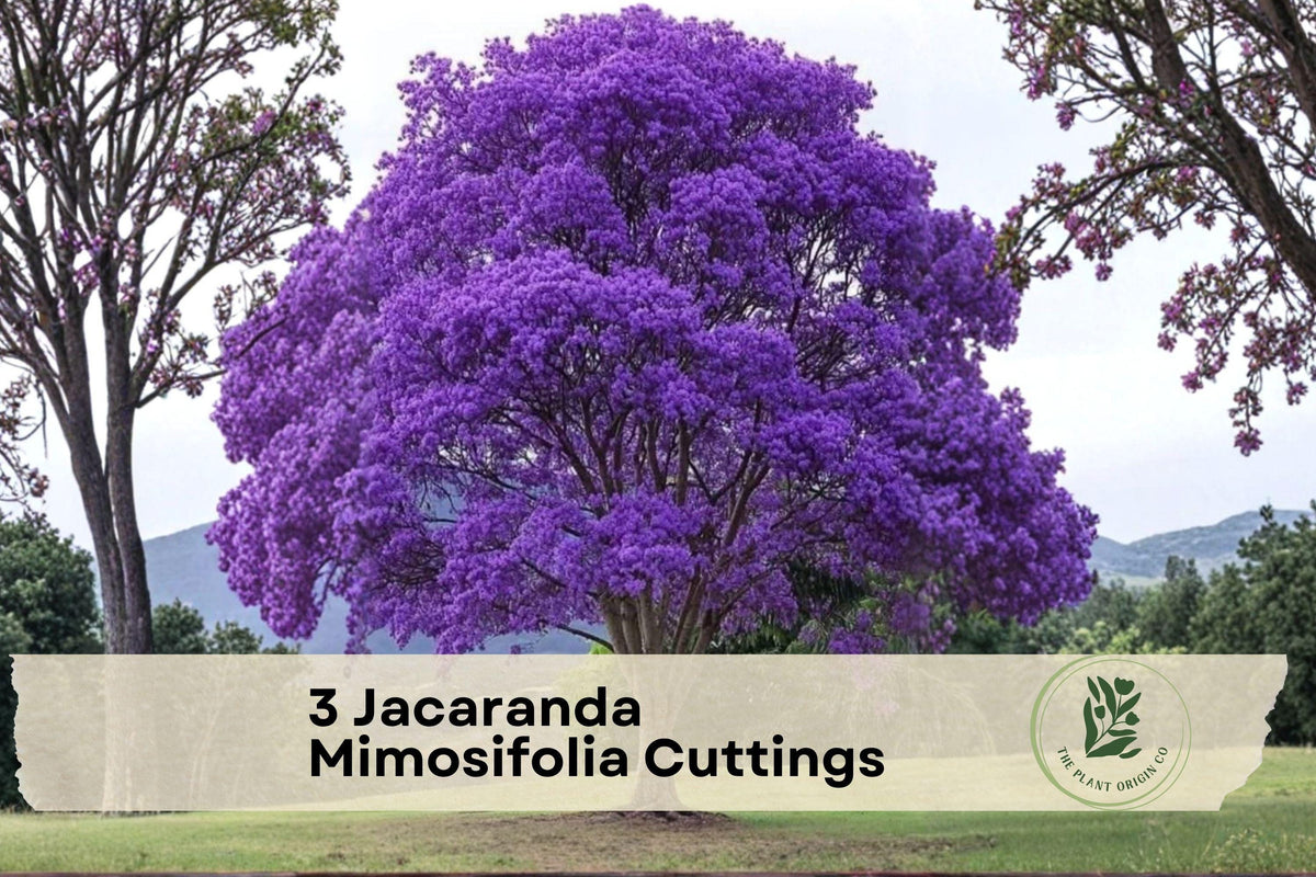 Jacaranda Mimosifolia Cuttings – 3 Live Unrooted Flowering Tree Propagation for Ornamental Gardens and Landscaping