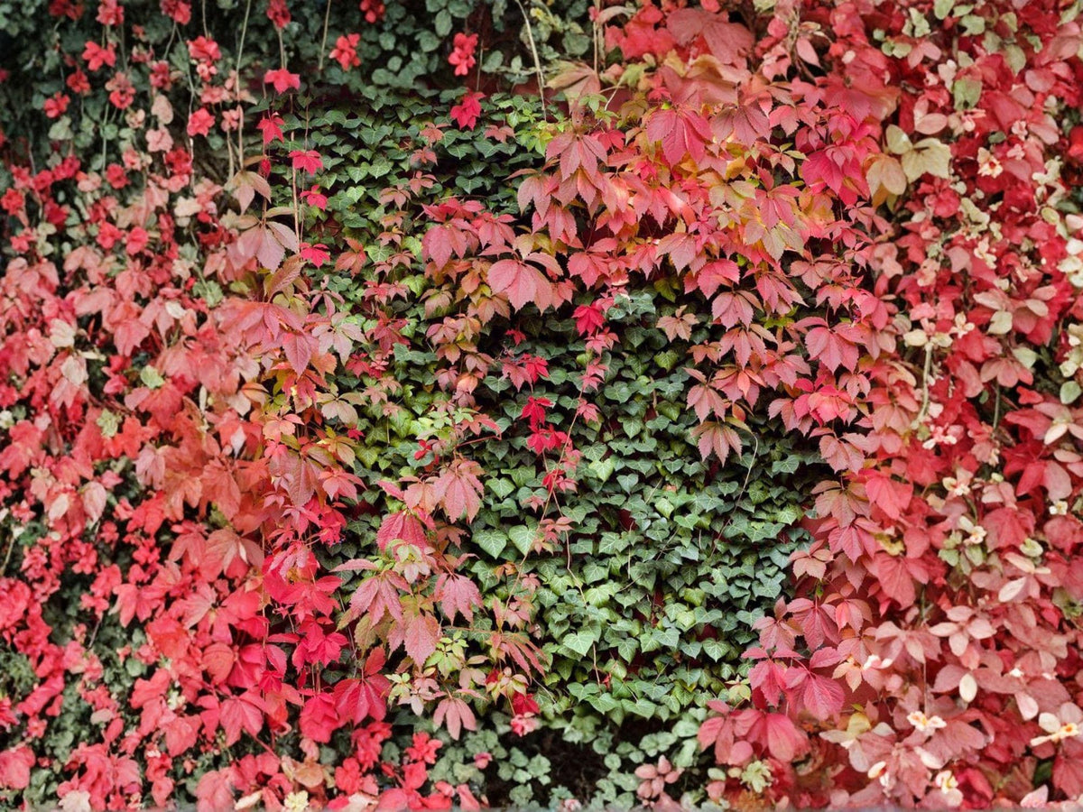 Virginia Creeper Seeds – Parthenocissus Quinquefolia Climbing Vine for Gardens & Landscaping, 10 Seeds