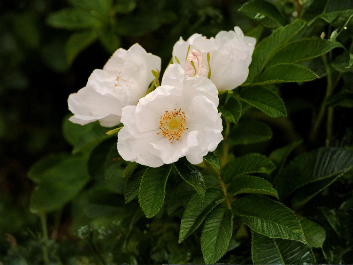 White Beach Rose Seeds – Rosa rugosa alba, Japanese Rose, Fragrant White Blooms, Coastal Garden, Hedges & Ornamental Landscaping