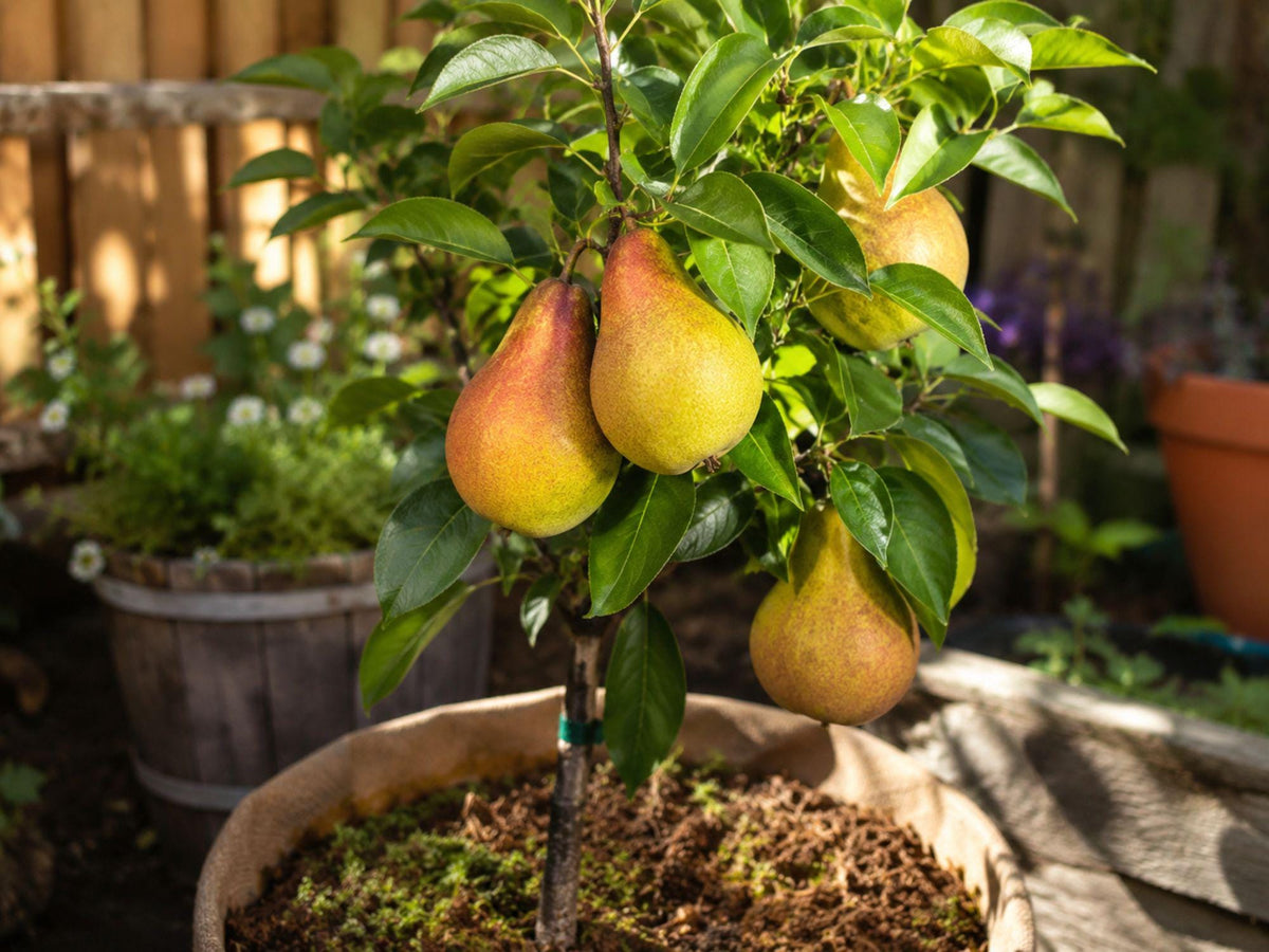 Pineapple Pear Grafted Bare Root Tree – Edible Landscape Fruit Tree – Pyrus communis – Self-Pollinating, Tropical Flavor
