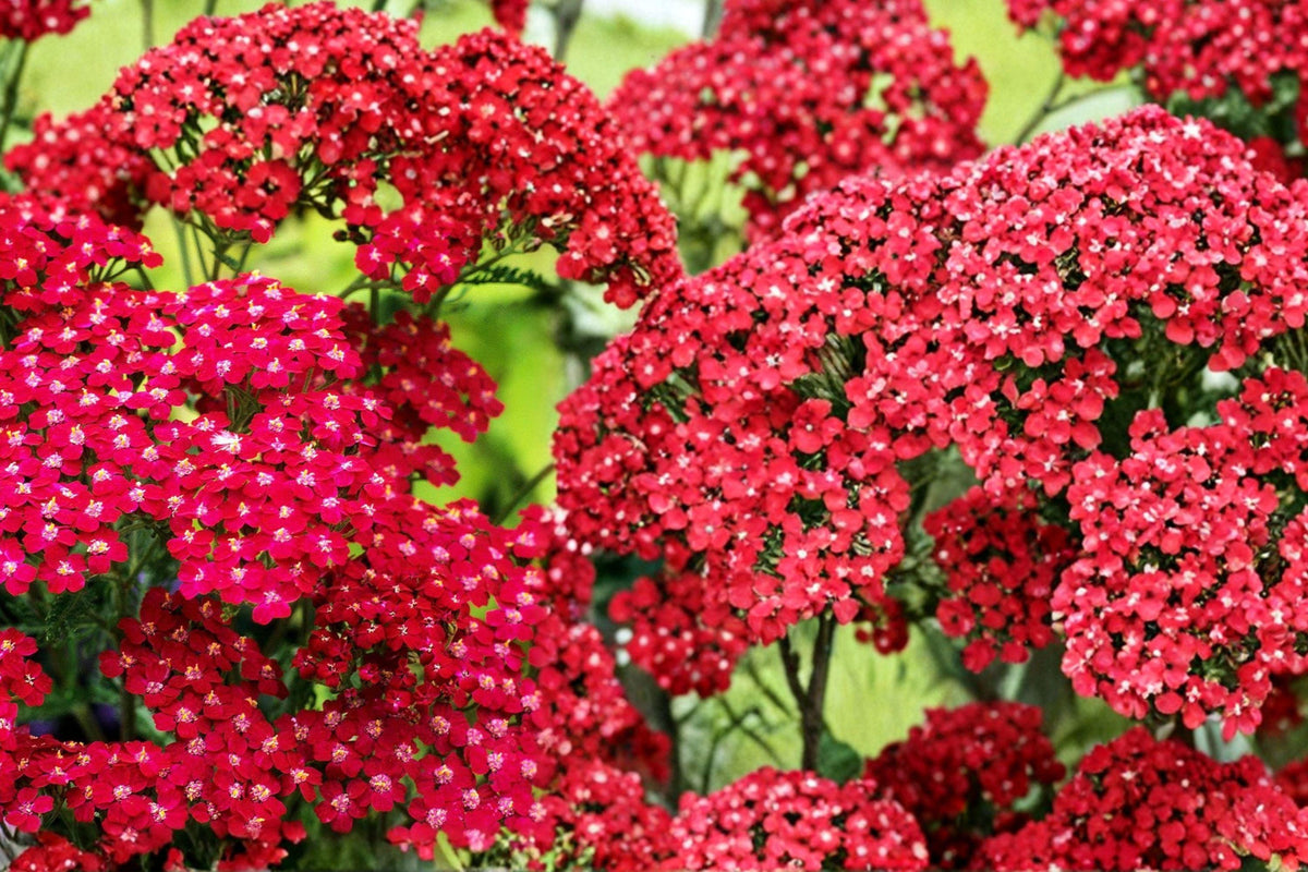 Red Yarrow Seeds – Achillea millefolium Perennial Flower, Drought Tolerant, Red Blooms, Full Sun, 700 Seeds