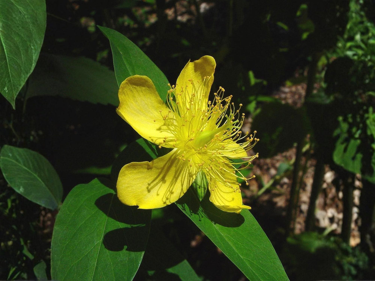 Great St John's Wort Seeds – Hypericum pyramidatum Wildflower Seeds for Pollinator Gardens, Borders & Meadow Plantings