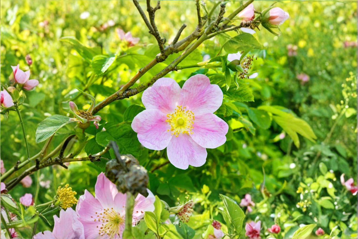 Woods Rose Seeds – Rosa woodsii Native Flowering Shrub with Pink Blooms for Garden, Landscape & Wildlife