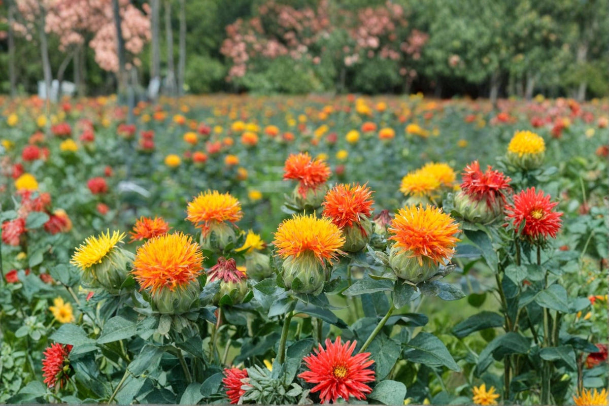 Zanzibar Safflower Seeds – Mixed Color Ornamental Flower Seeds – Carthamus spp. for Borders & Cutting Gardens