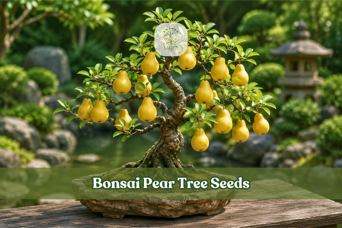 8 Pyrus communis Pear Tree Seeds for Bonsai - Fruit-Bearing Mini Tree, Edible Pears, Indoor & Outdoor, Hardy, Temperate Climates