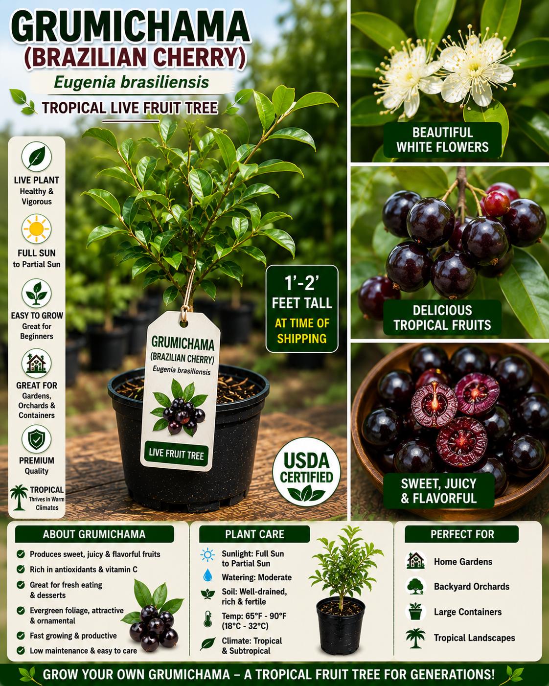 Grumichama Live Fruit Tree 1-2 Ft Tall – Eugenia brasiliensis Tropical Cherry Evergreen Plant for Garden & Container