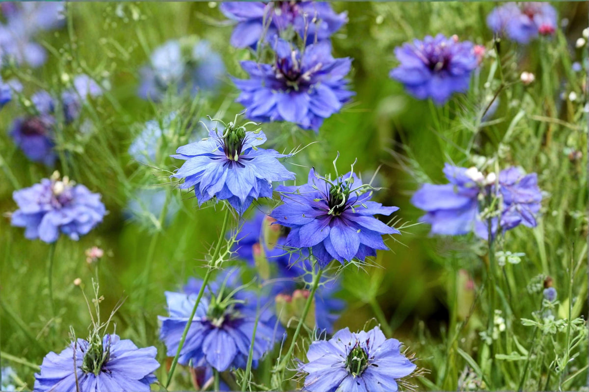 Love in a Mist Seeds – Nigella damascena Flower Seeds for Cottage Garden, Wildflower & Border Planting