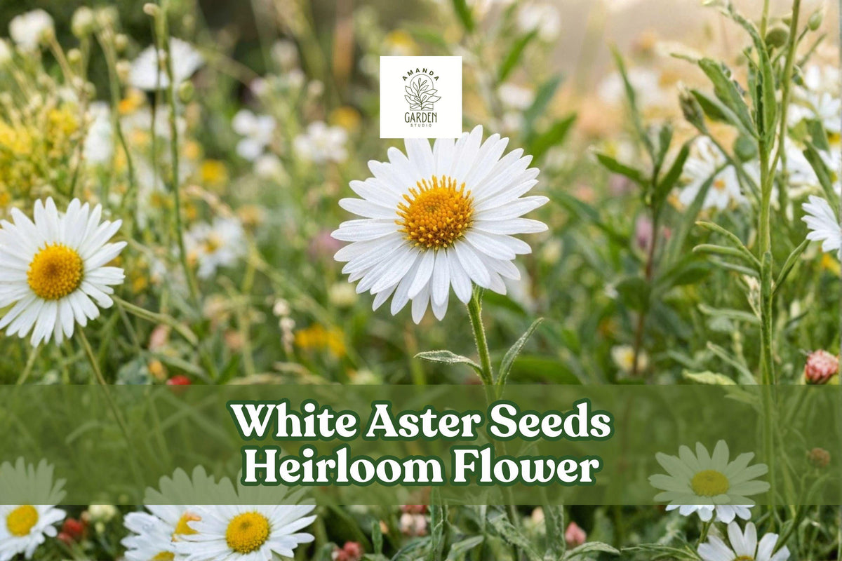 White Aster Flower Seeds – Heirloom Aster spp. for Pollinator Gardens, Borders, Cut Flowers, Perennial Garden