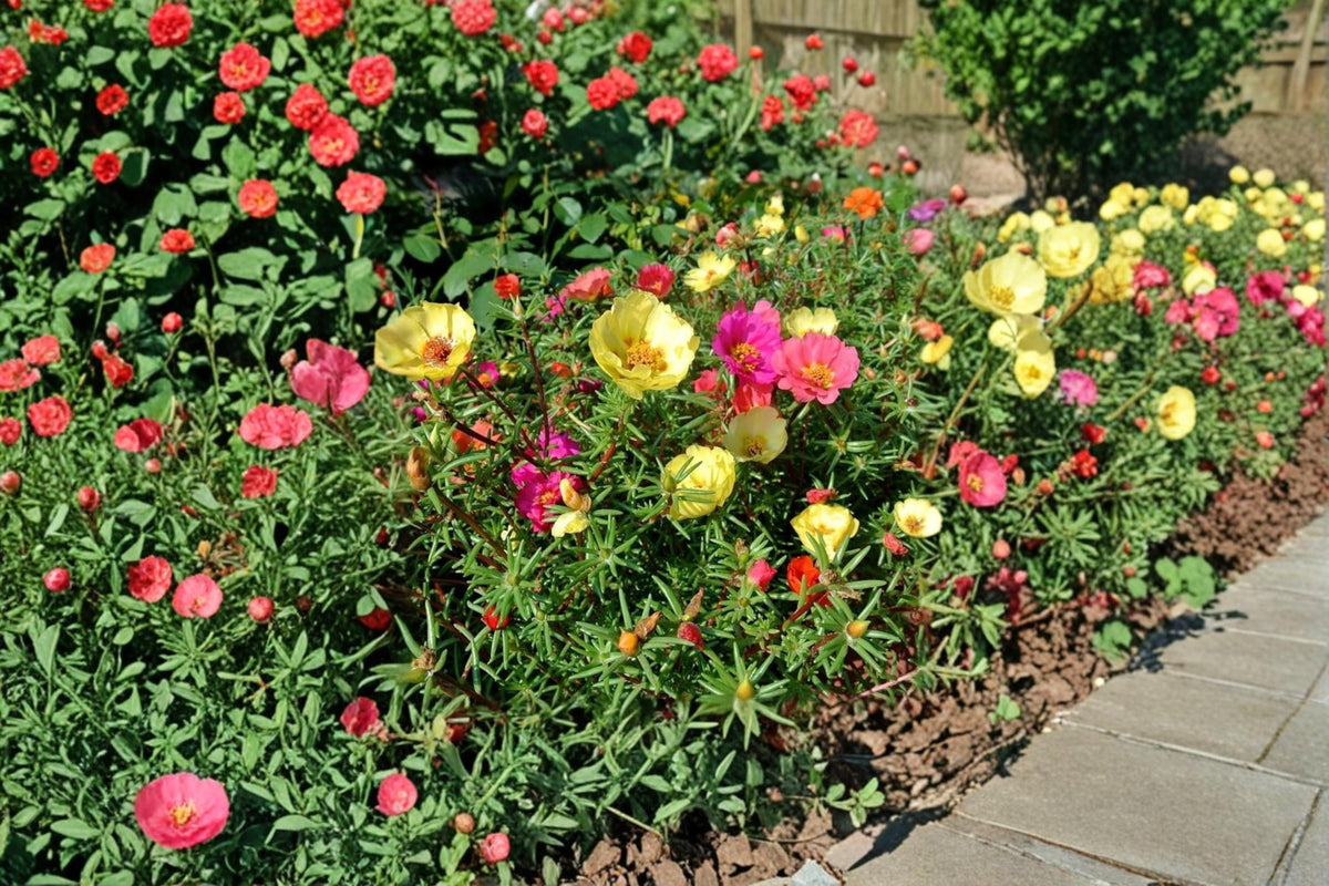Moss Rose Seeds – Portulaca grandiflora Colorful Annual Flowers for Sunny Gardens & Containers