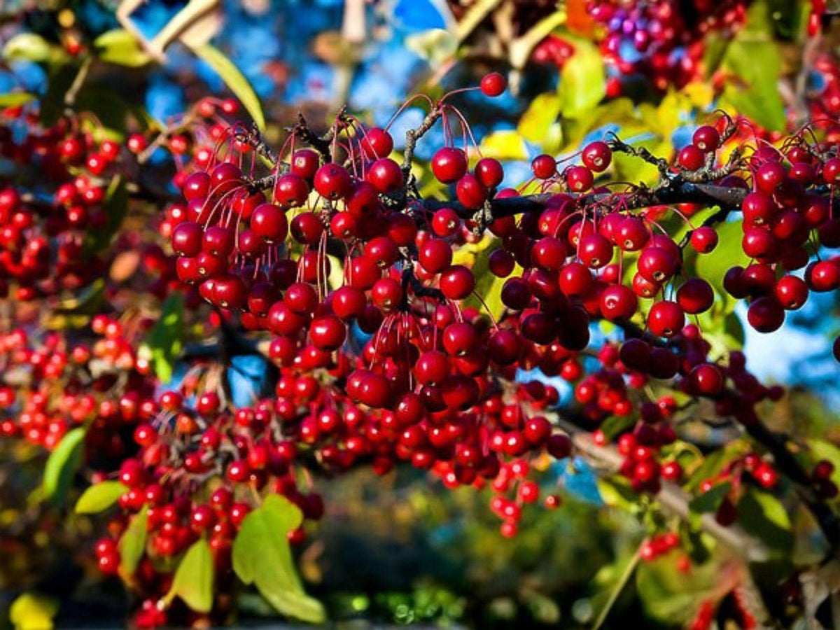 Red Chokeberry Shrub 4 Inch Pot, Aronia arbutifolia, Native Plant, Seasonal Color, Pollinator-Friendly, Erosion Control, Wildlife Garden