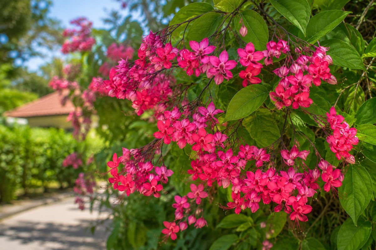 Bleeding Heart Starter Plant - Java Red - Clerodendrum Delectum - Red & Purple Foliage - Butterfly & Hummingbird Attracting
