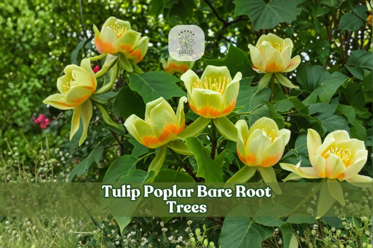 2 Tulip Poplar Bare Root Trees | Native Shade Trees | Liriodendron tulipifera Seedlings for Landscaping