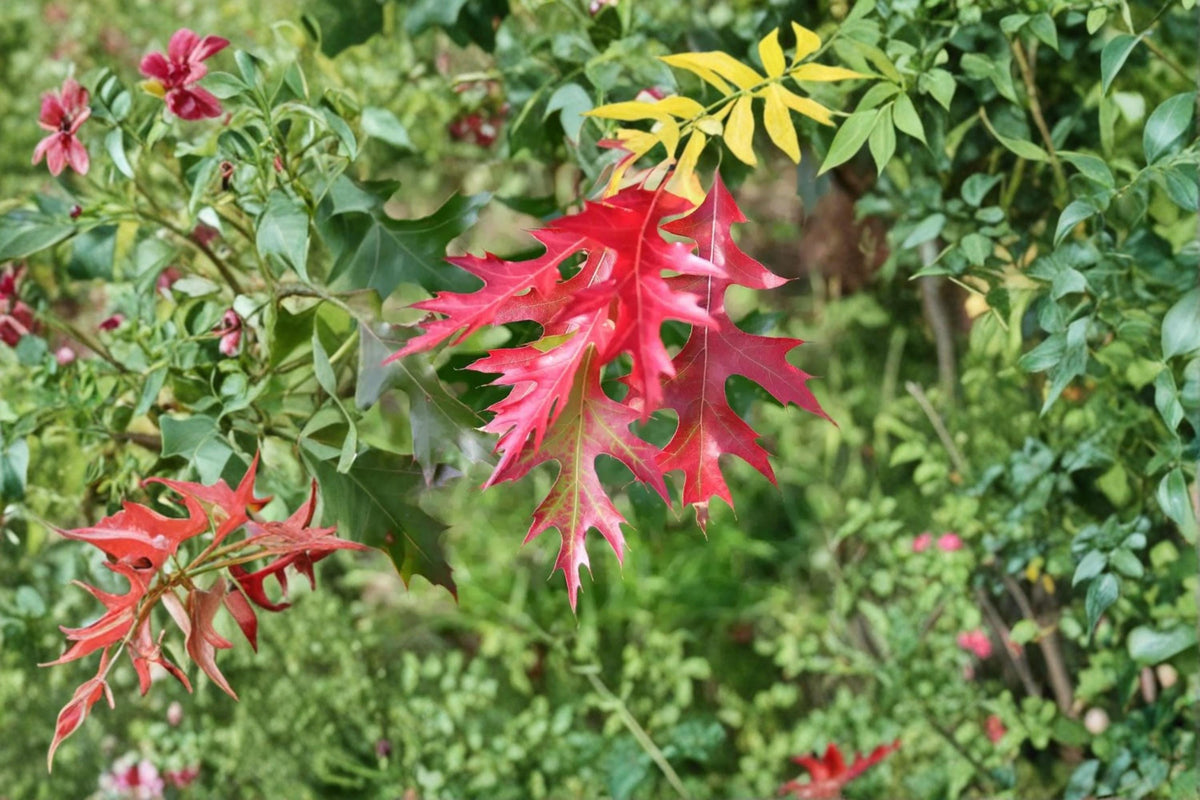 Scarlet Oak Tree Seed – Quercus coccinea for Planting, Red Fall Foliage, Native Deciduous Shade Tree