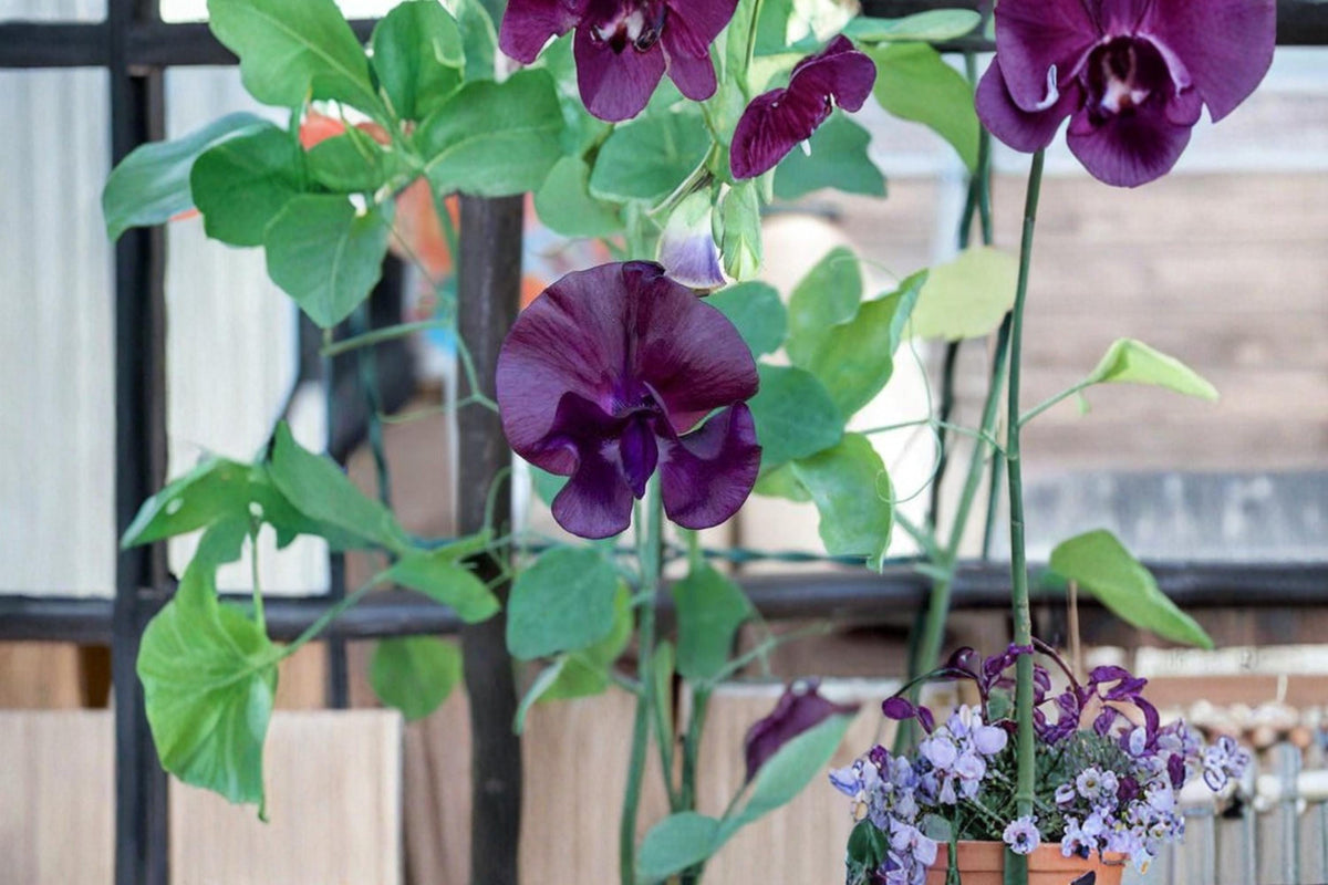 Royal Family Sweet Pea Seeds 100 Pack – Fragrant Climbing Flower Seeds Lathyrus odoratus for Cottage Gardens