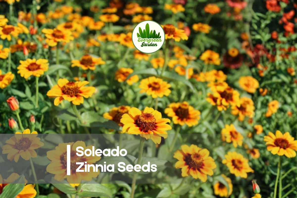 100+ Soleado Zinnia Seeds – Bright Golden Yellow Blooms, Easy to Grow, Long-Lasting Flowers, Attracts Pollinators, Zinnia elegans