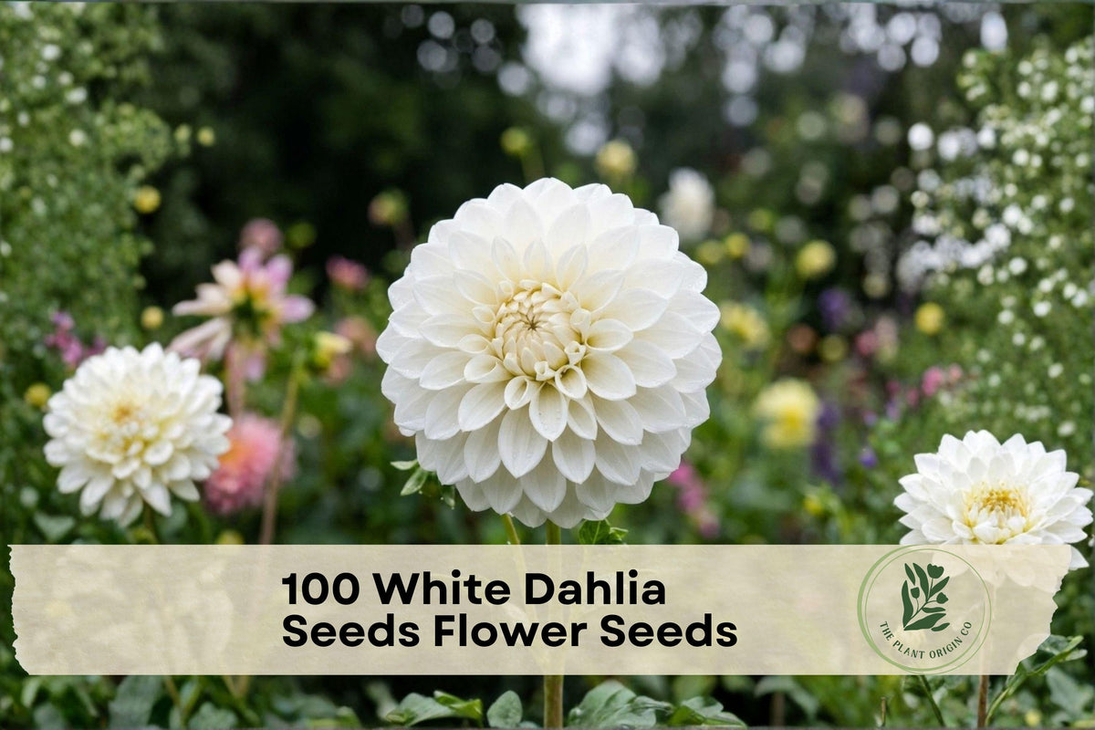 White Dahlia Seeds - 100 Pack, Ornamental Flower Seeds for Garden Beds, Borders & Containers, Dahlia pinnata