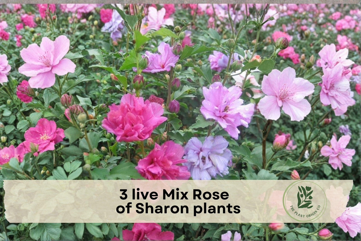 3 Live Rose of Sharon Plants in 2.5-Inch Pots, Hibiscus syriacus, Mixed Flower Colors, Long-Blooming Ornamental Shrubs