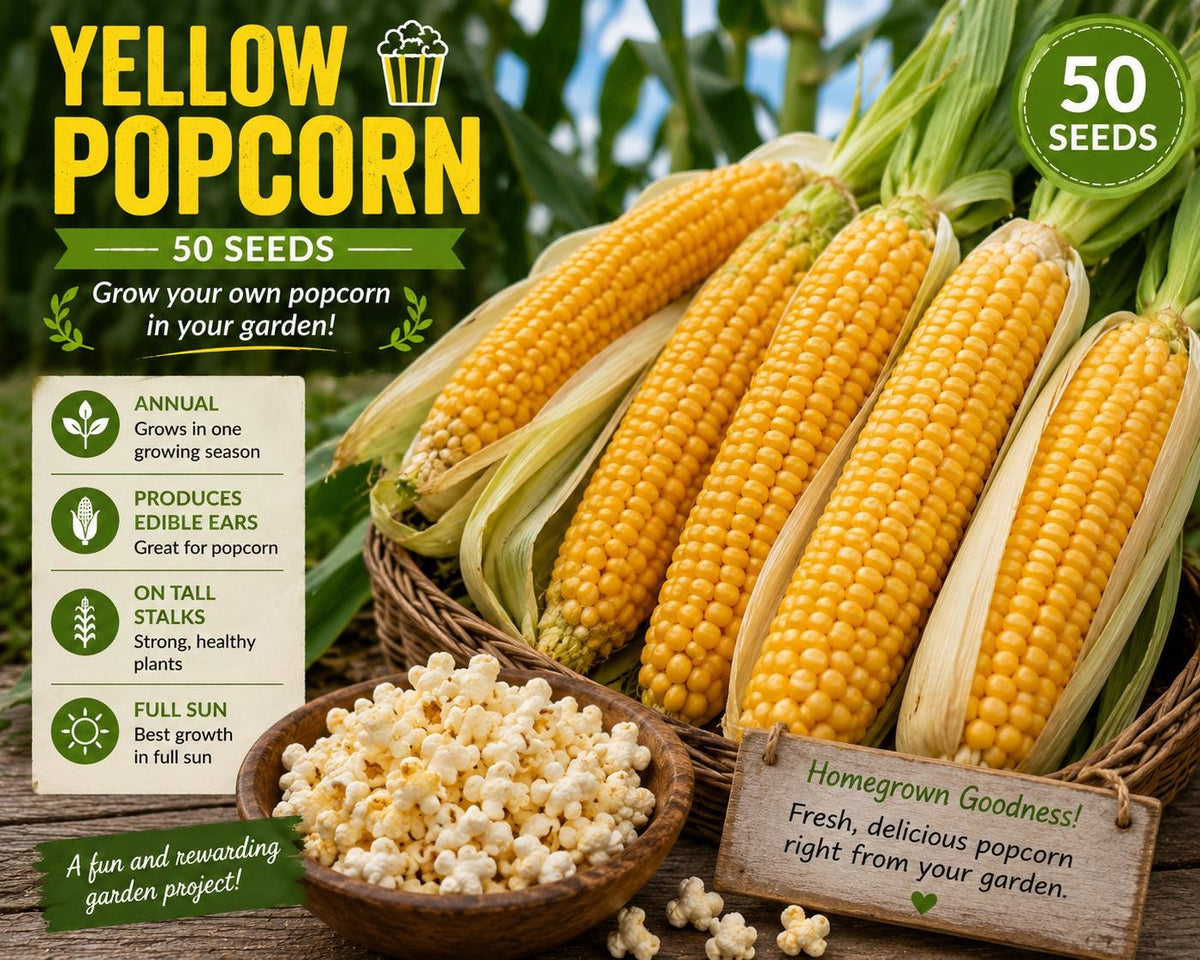 Yellow Popcorn Seeds – Edible Corn for Full Sun Gardens, Zea mays var. everta, Annual Vegetable, Yellow Kernels, 50 Seeds