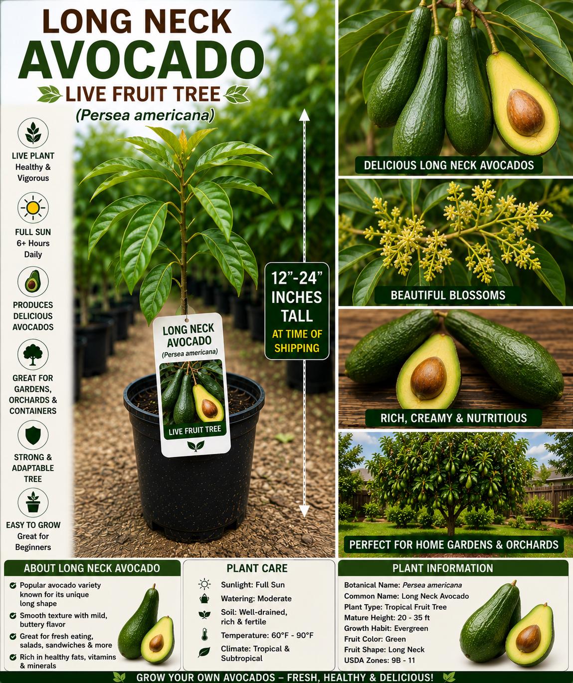 Long Neck Avocado Live Fruit Tree – Persea americana – 12-24 Inches Tall, Tropical Evergreen Fruit Tree for Home Gardens