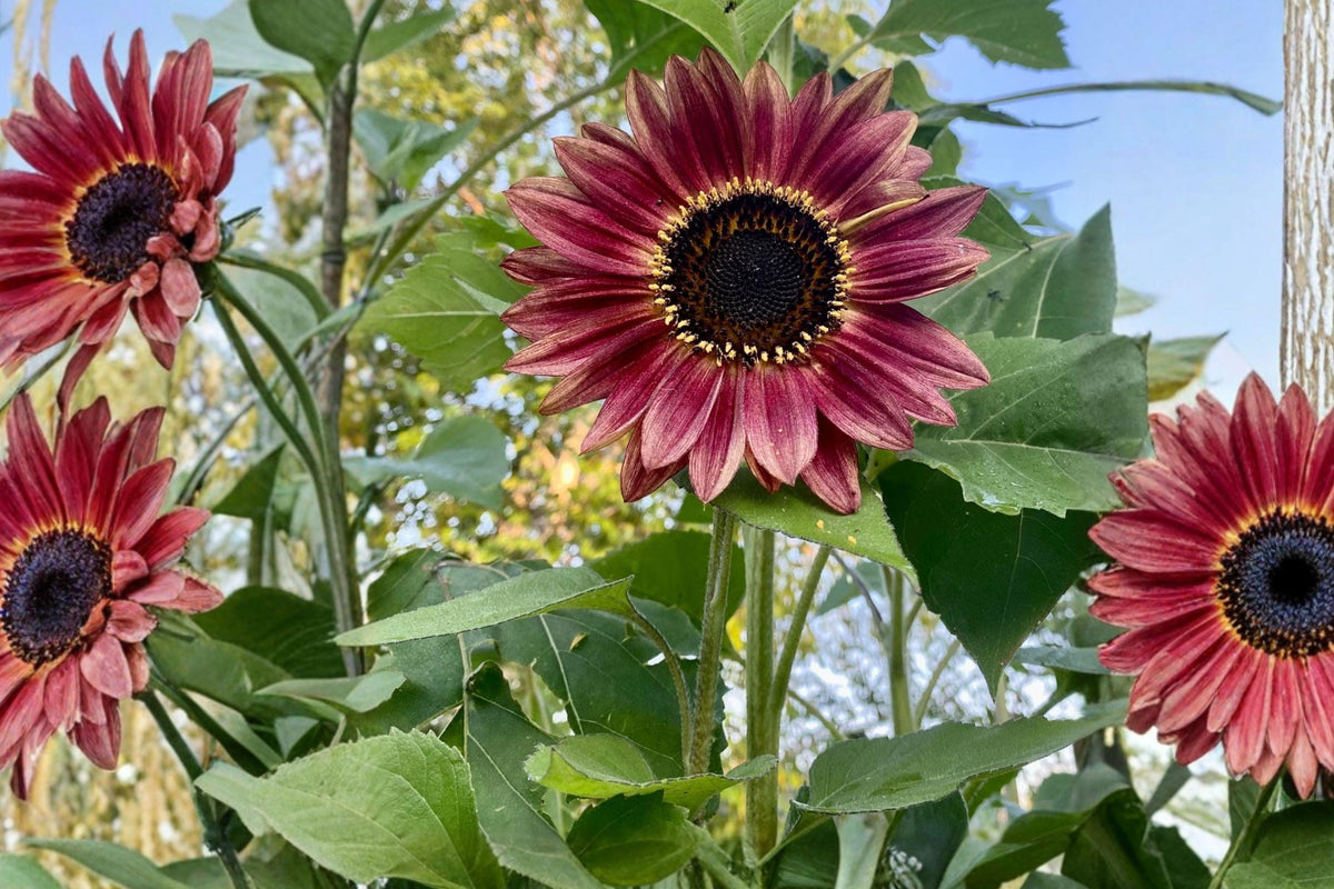 Red Sun Sunflower Seeds – Helianthus annuus Dark Red Annual Flower for Garden, Cut Flowers & Pollinator Gardens