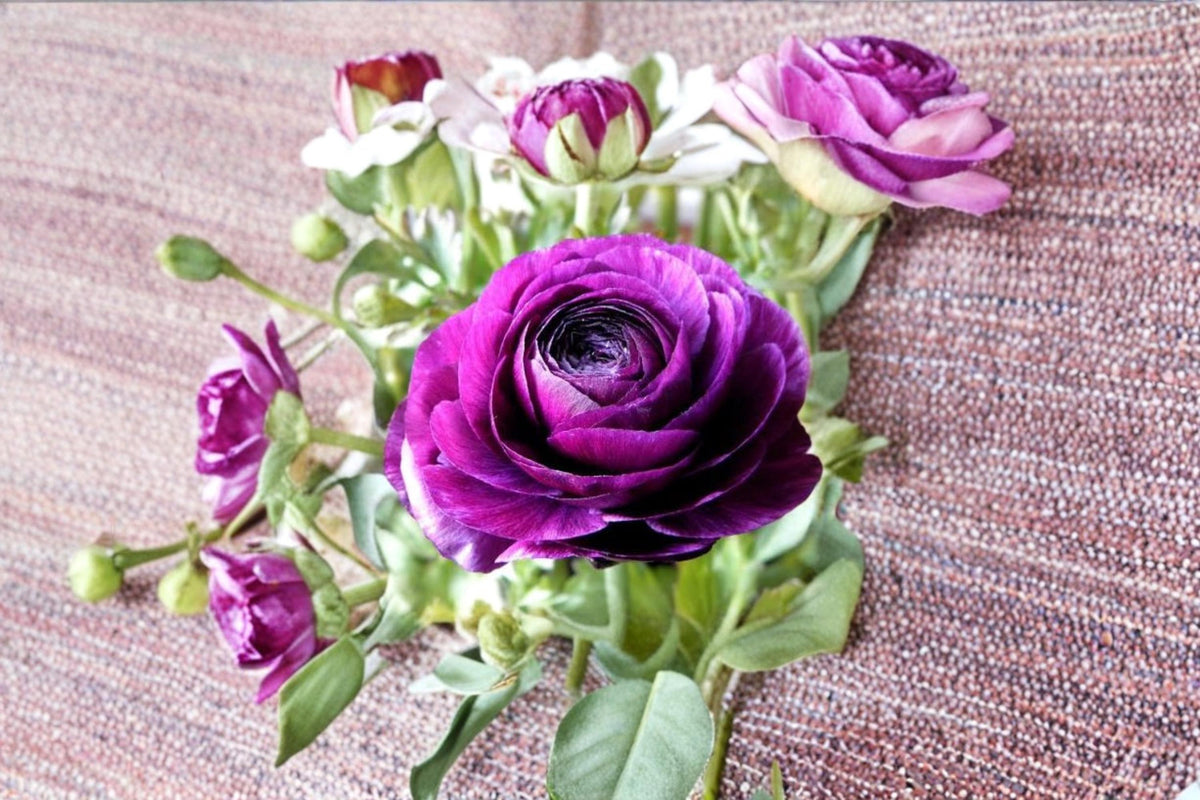Purple Ranunculus Bulbs – Double Purple Flowers – Ranunculus asiaticus – Garden, Container, Cut Flower Planting Bulbs