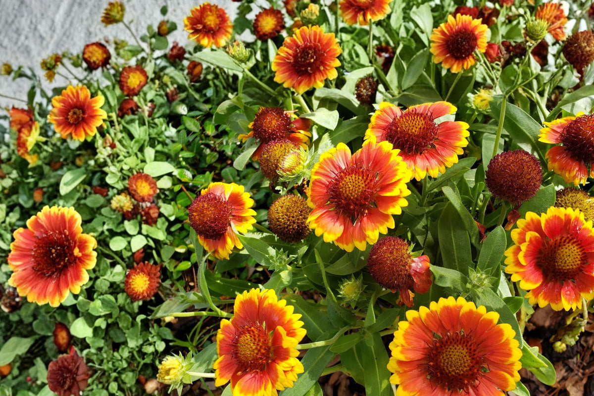 Blanket Flower Seeds – Gaillardia aristata, Red Orange Yellow Perennial Wildflower Seeds for Sunny Gardens