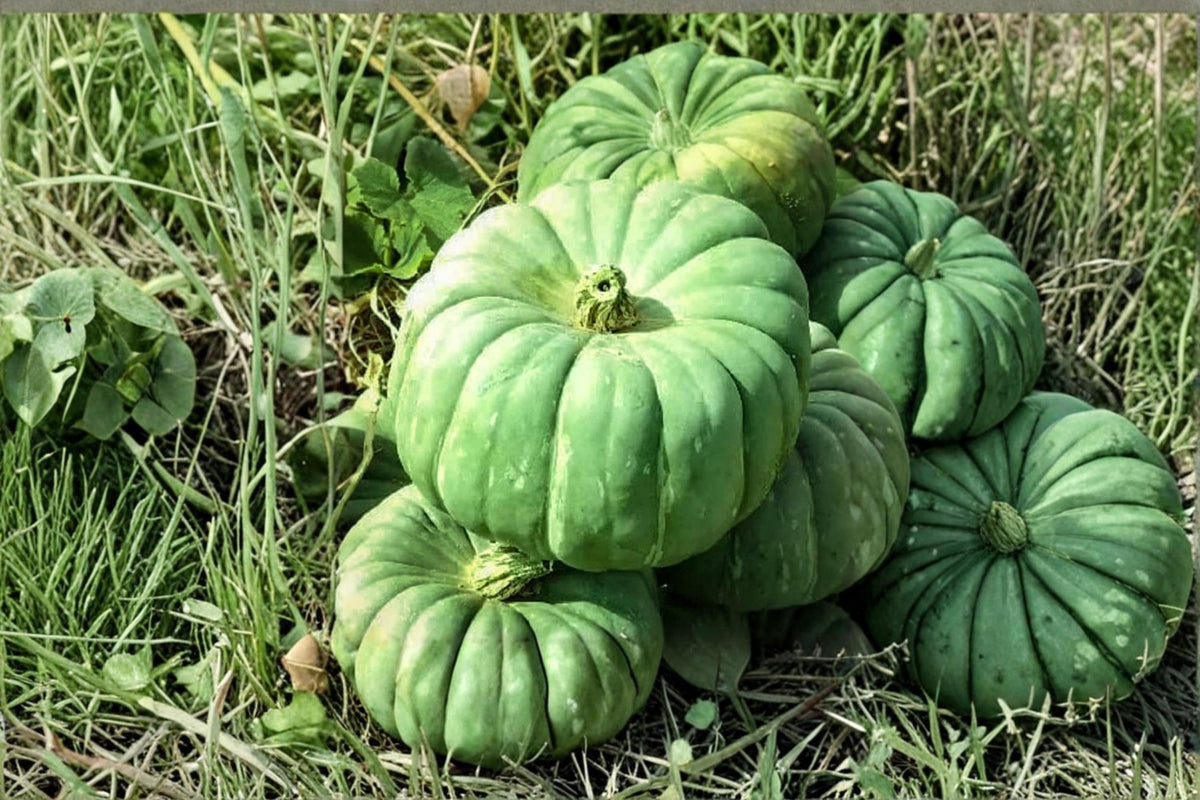 Green Jade Knight Pumpkin Seeds – Cucurbita pepo, Decorative Green Pumpkin, Garden & Seasonal Planting