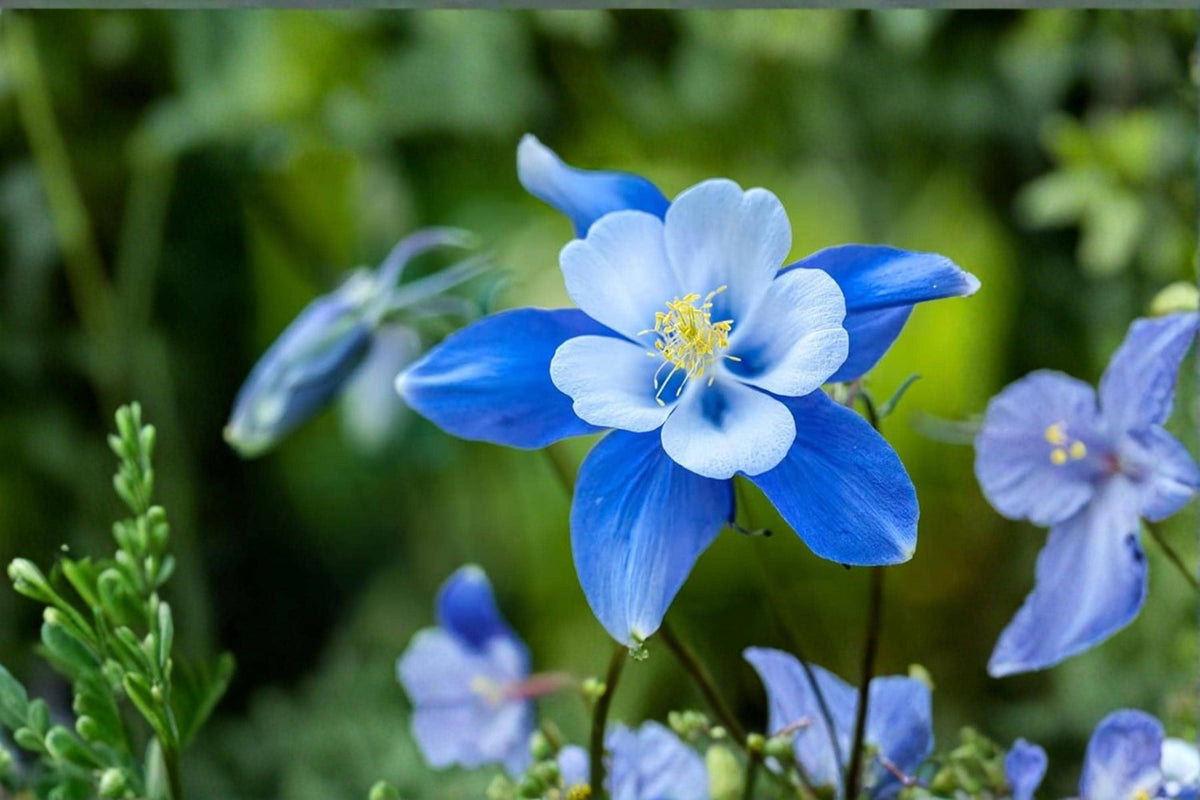 Blue Colorado Columbine Flower Seeds – 500+ Non-GMO Aquilegia caerulea Wildflower Seeds for Gardens and Naturalized Areas
