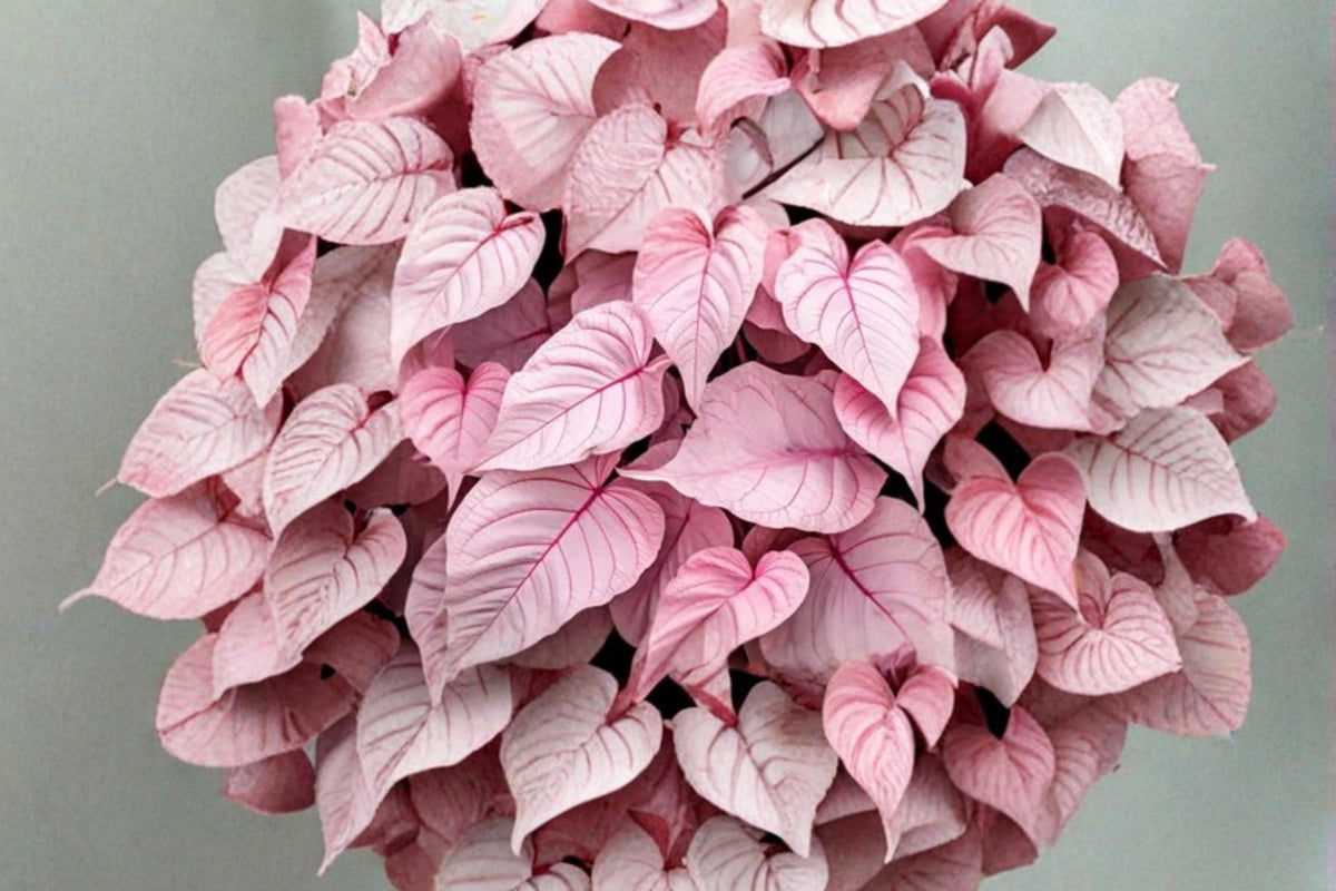 Caladium Pink Sky Bulbs 6 Pack – Tropical Ornamental Foliage Plant for Shade Gardens and Containers