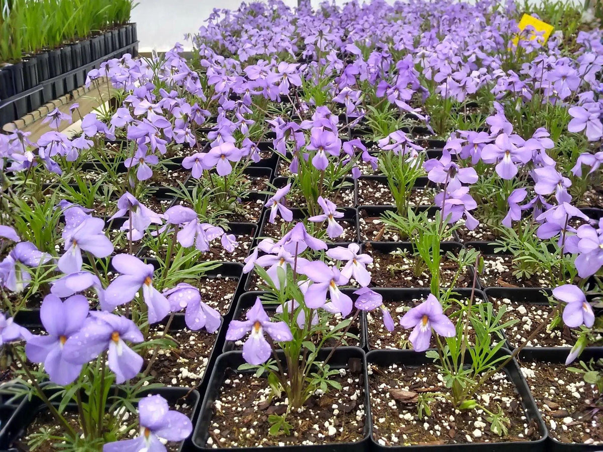 Bird's-Foot Violet Bare Root Viola pedata Native Perennial for Rock Gardens & Pollinators