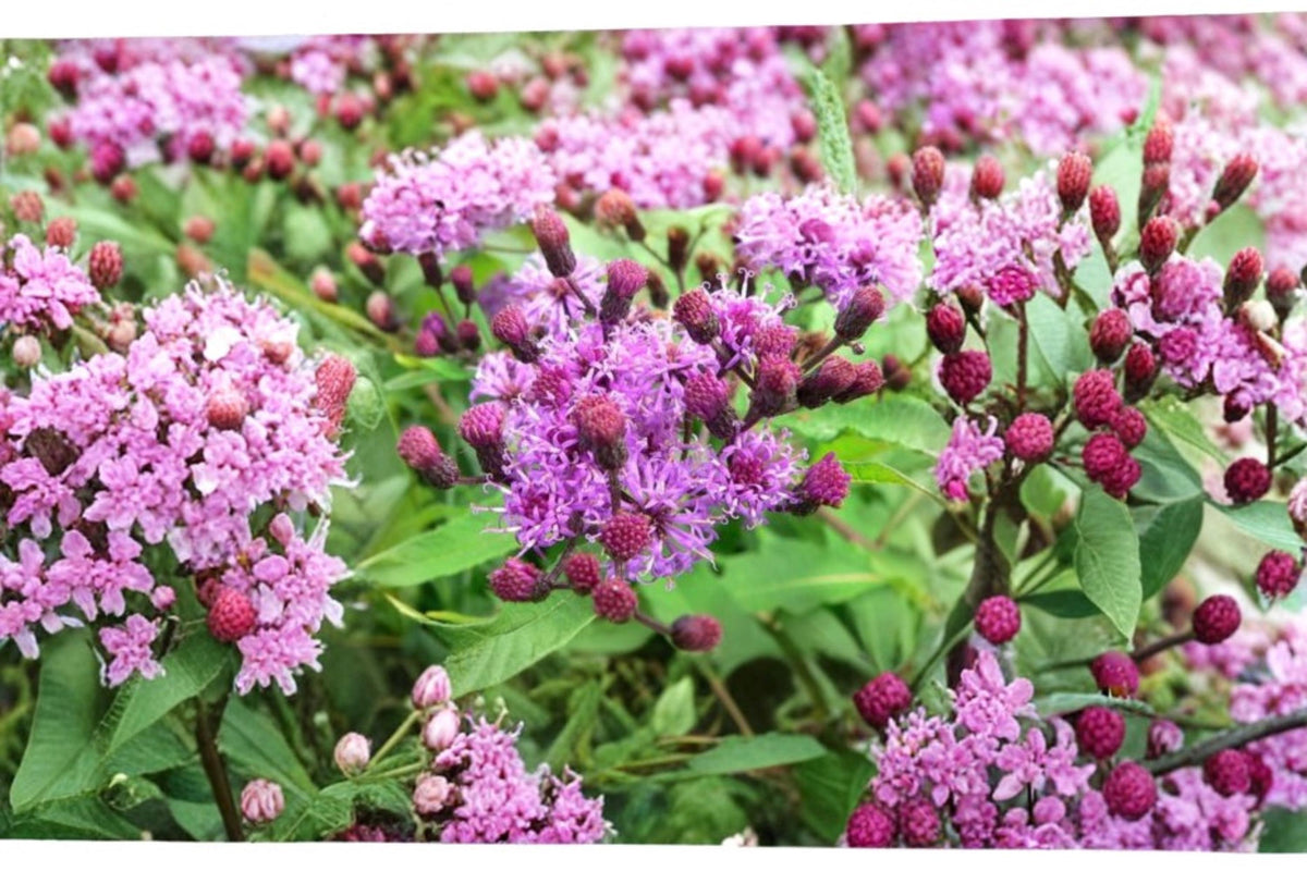 Ironweed Seeds – 200 Vernonia gigantea Wildflower Seeds for Pollinator Gardens, Prairie Plantings, Native Perennial Flowers