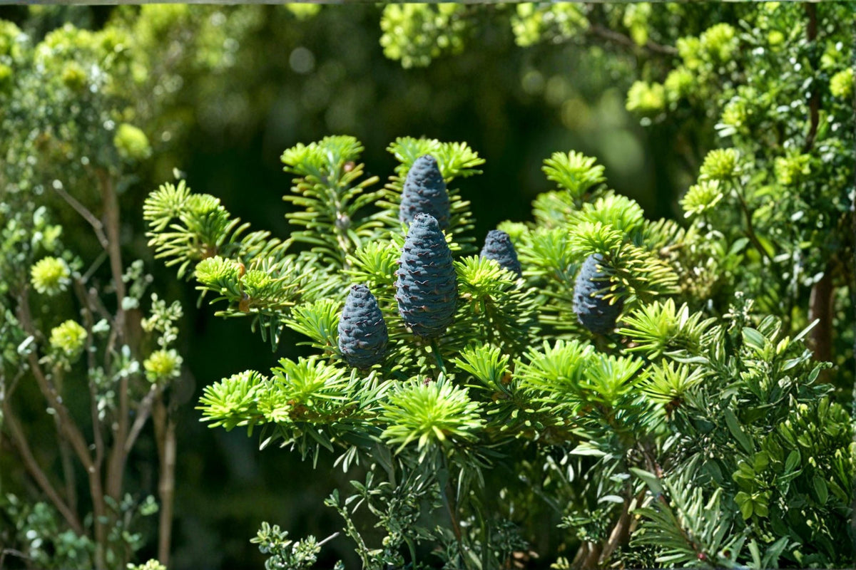 George Fir Tree Seeds 30 Pack | Abies forrestii georgei Evergreen Conifer for Landscaping & Garden