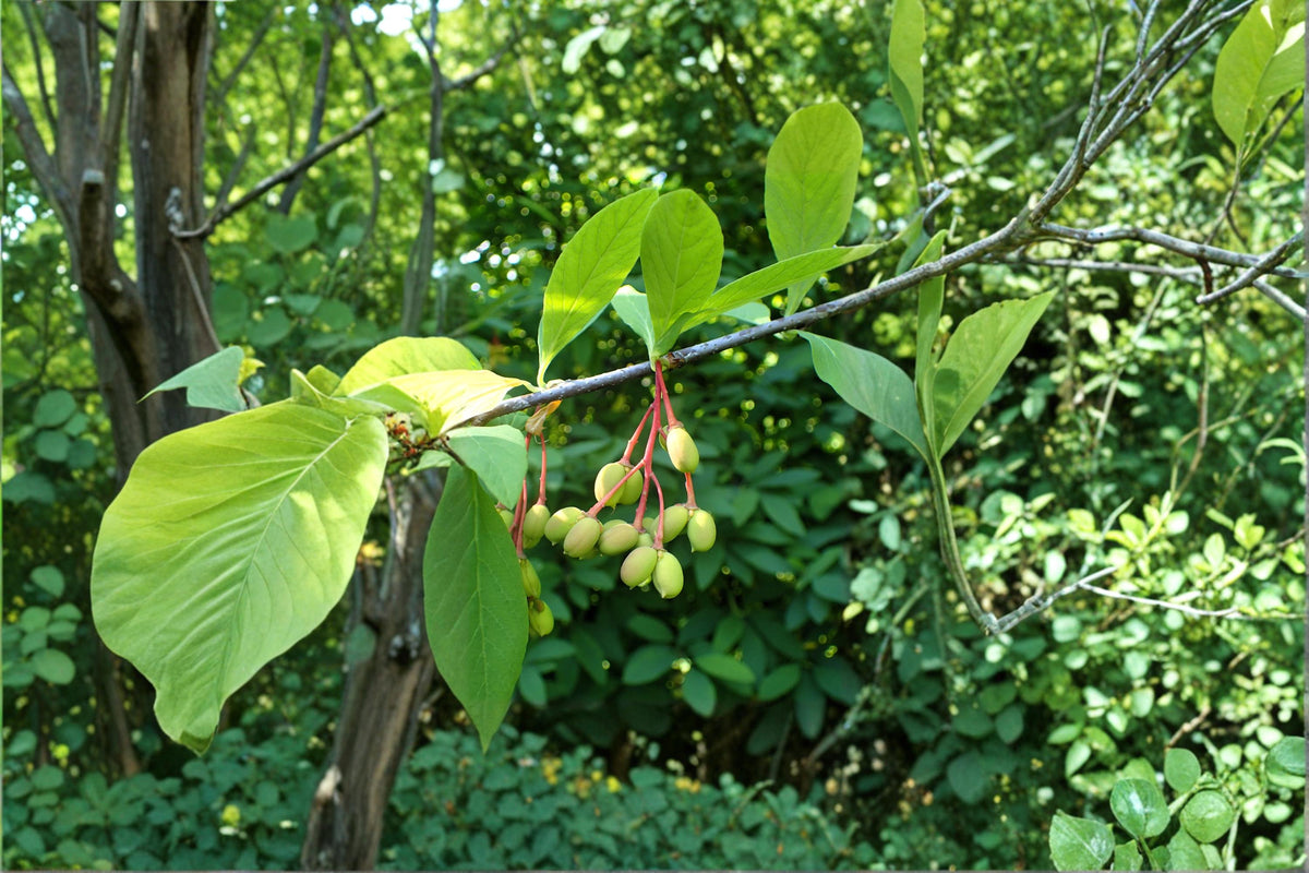 Indian Plum Tree Seeds 30 Oemleria cerasiformis Native Flowering Shrub for Woodland Gardens & Hedgerows