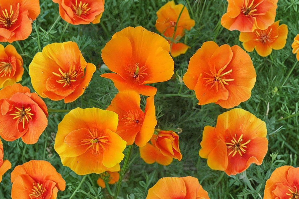 California Poppy Seeds – 265 Orange Eschscholzia californica Wildflower for Gardens, Borders, and Meadows