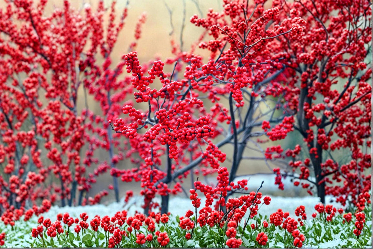 Winterberry Bush Seedlings – Ilex verticillata – Ornamental Berry Shrub for Landscaping and Wildlife Gardens