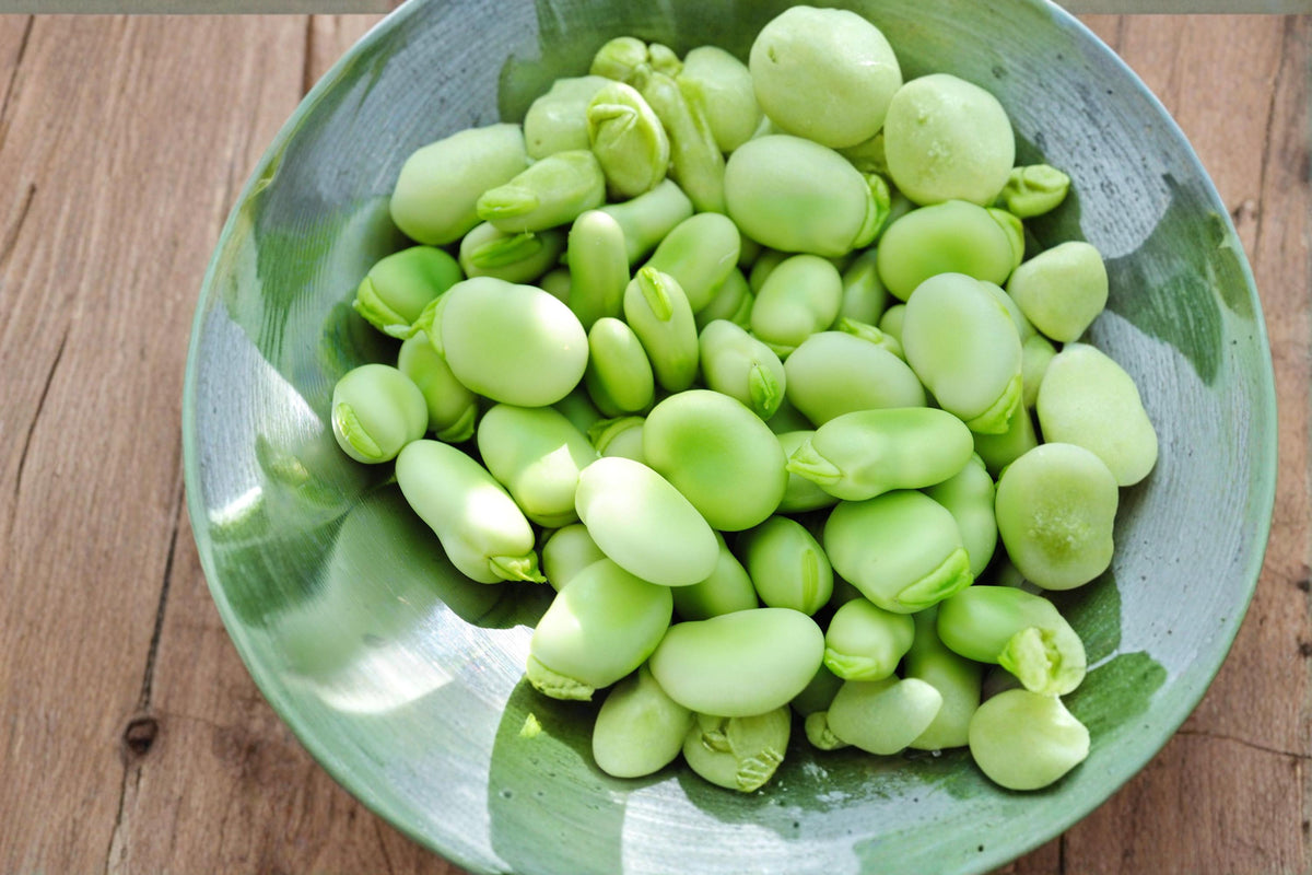 Aquadulce Fava Bean Seeds – Vicia faba, Heirloom Cool-Season Vegetable, Green Pods, Garden Seeds for Raised Beds & Vegetable Gardens