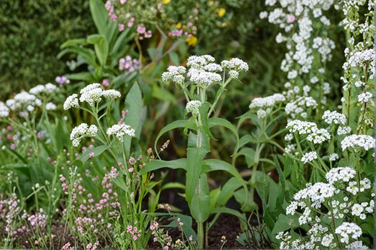 Thoroughwort Seeds 1,000 Count – Eupatorium perfoliatum Native Perennial Herb for Wildflower Gardens & Pollinators