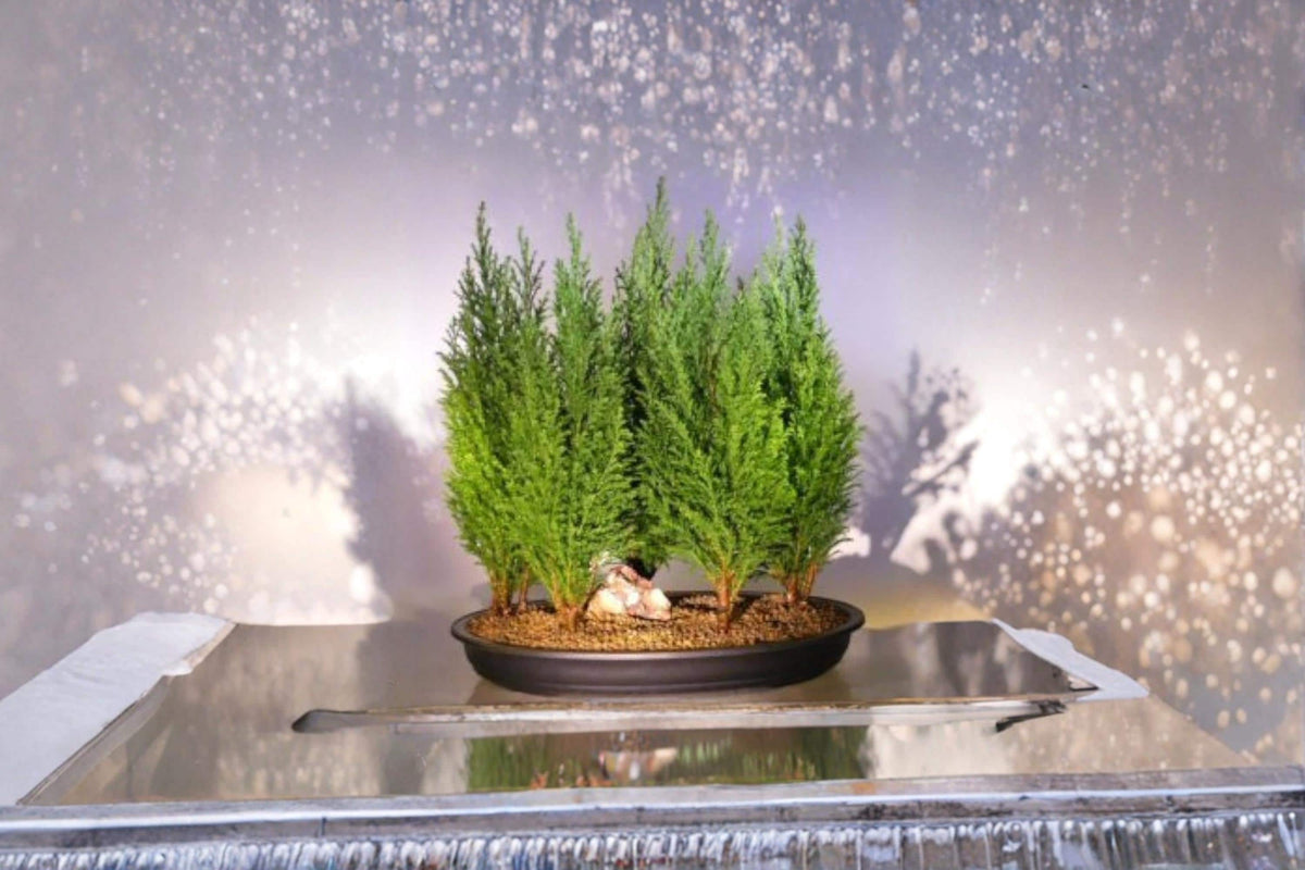 Italian Cypress Bonsai Tree Seeds – Evergreen Tree Seeds for Bonsai & Landscaping – Cupressus sempervirens