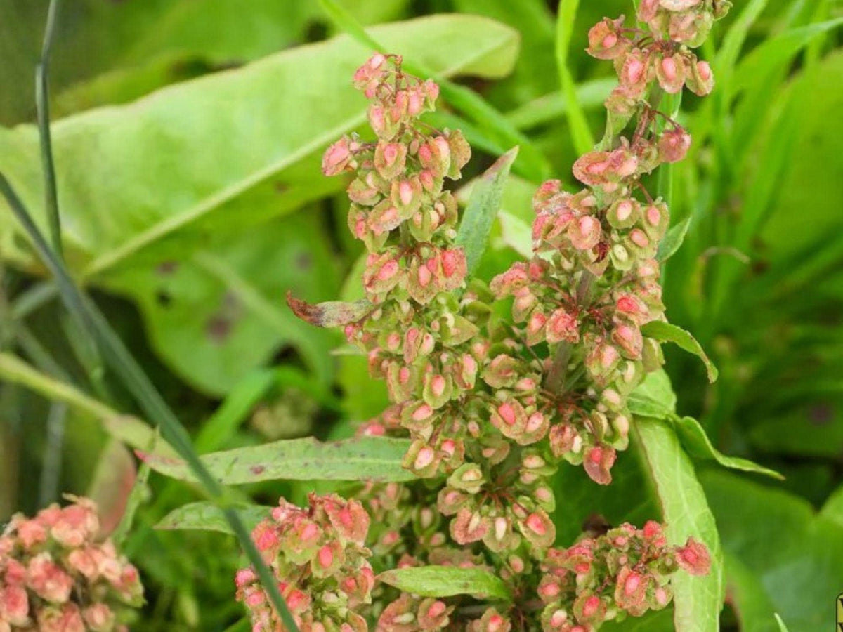 Pale Dock Seeds, Rumex altissimus, Wildflower Seeds for Pollinator Gardens, Cottage Garden, Natural Landscape, 100 Seeds
