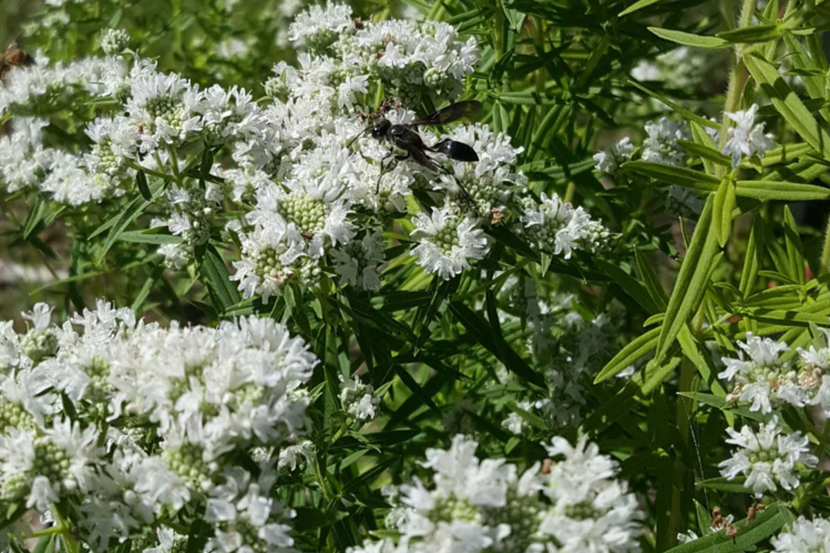 Mountain Mint Seeds – Perennial Herb Pycnanthemum virginianum with Fragrant Foliage and White to Pale Lavender Flowers