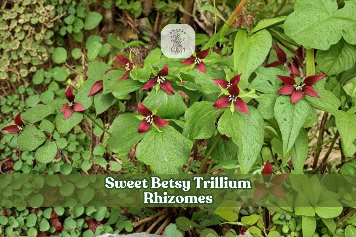 Sweet Betsy Trillium Rhizomes – 5 Bare Root Bulbs, Woodland Perennial, Burgundy Spring Flowers, Trillium cuneatum