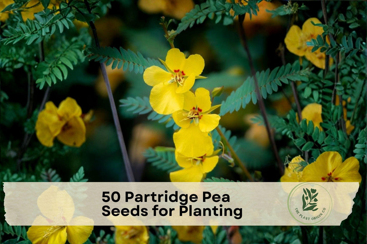 Partridge Pea Seeds, 50 Pack, Chamaecrista fasciculata, Native Wildflower for Gardens, Meadows, Pollinator Habitat