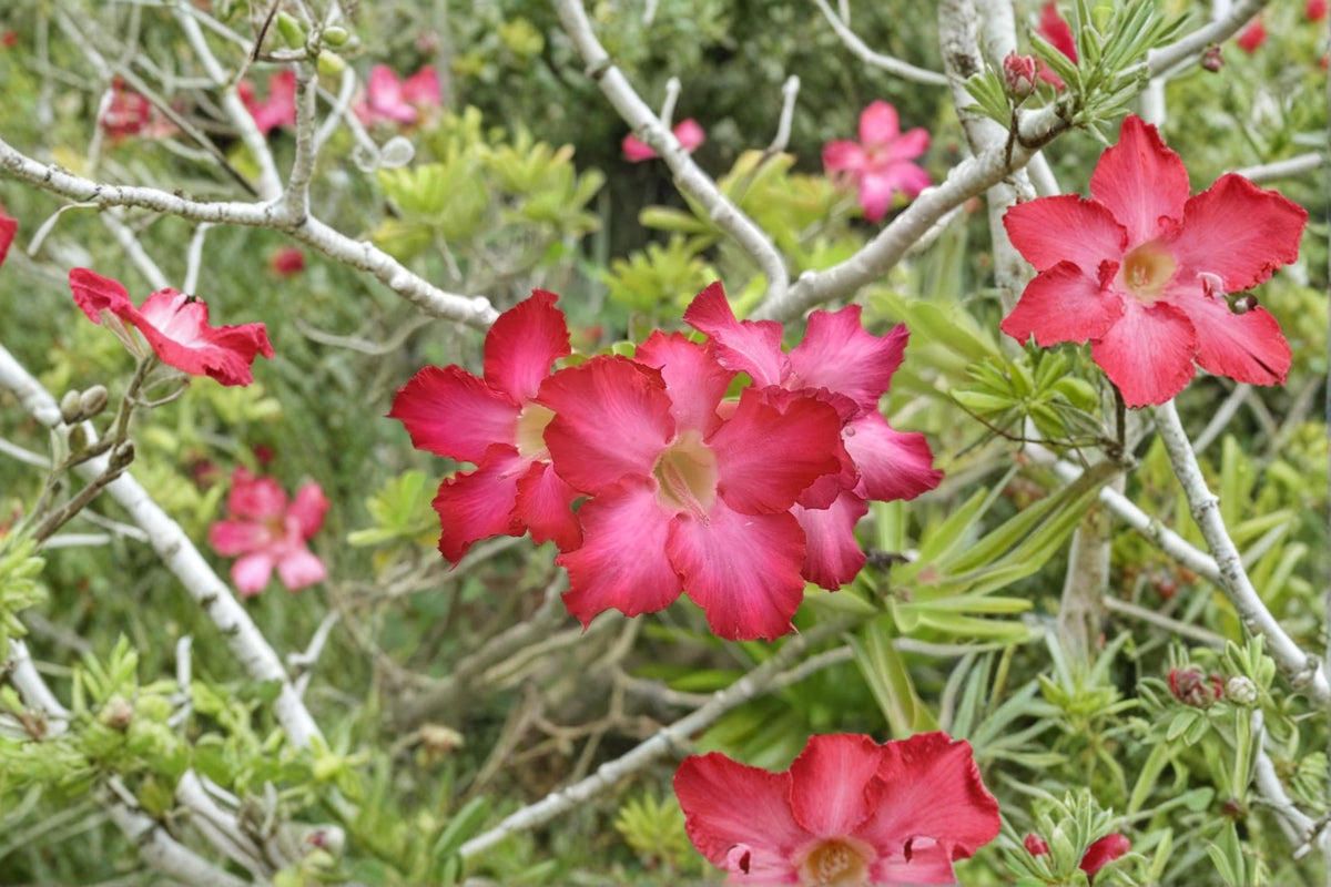 Adenium Desert Rose Seeds 15 Count | Ornamental Succulent Flowering Plant | Adenium obesum Bonsai & Indoor Gardening