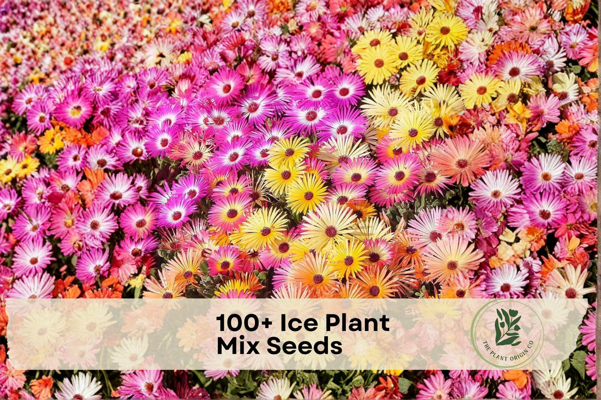 Ice Plant Seeds Mix - Dorotheanthus bellidiformis, Vibrant Flower Blend for Ground Cover, Rock Gardens & Containers, 100+ Seeds