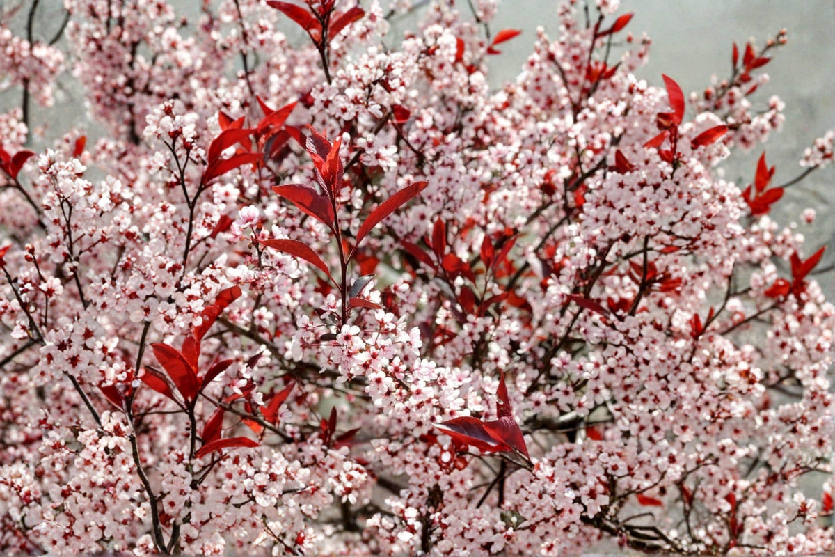 Western Sand Cherry Seeds – Prunus pumila var. besseyi Ornamental Shrub for Landscaping and Bonsai, 6 Seeds
