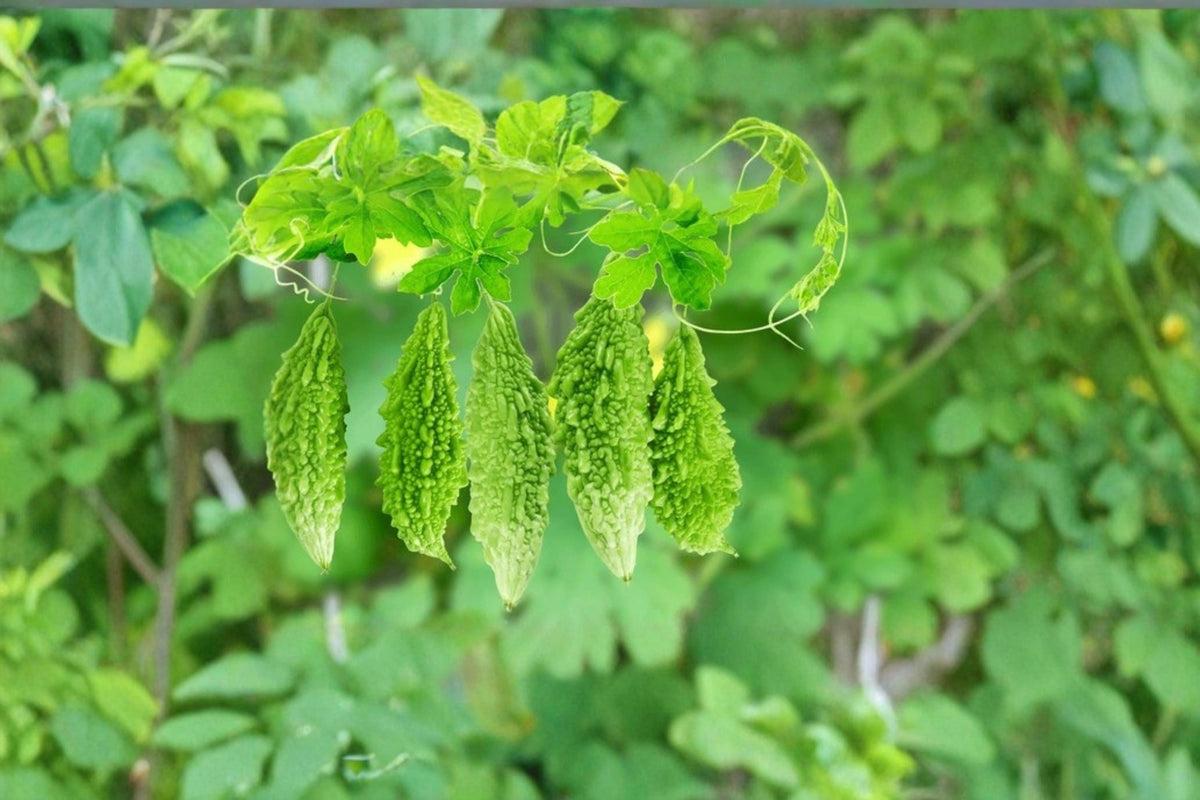 Bitter Gourd Seeds, Momordica charantia, Climbing Vine for Garden & Trellis, Green Melon Seeds, Edible Vegetable Plant, 10 Seeds